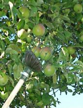 Burgon & Ball Fruit Picker